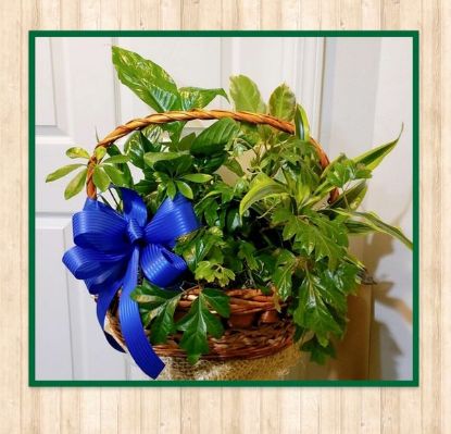 Picture of Plant Basket - Large Sized