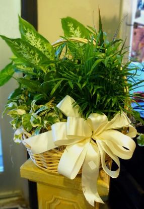 Picture of Plant Basket - Medium Sized
