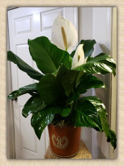 Picture of Peace Lily